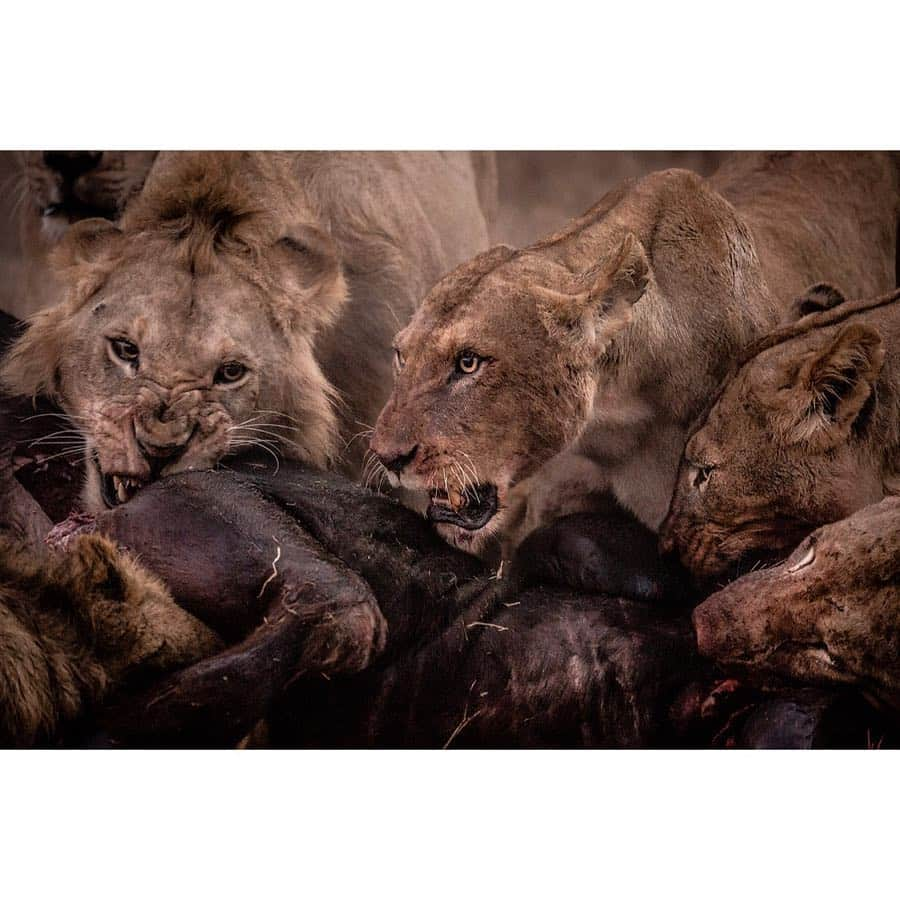 National Geographic Creativeさんのインスタグラム写真 - (National Geographic CreativeInstagram)「What's your favorite photo? Check out what caught our eye in this week's selection of #WhatWeLiked from the Image Collection editors | #NewZealand by @pedromcbride | #BigCats by @robindmoore | #Friendship by @johnstanmeyer | #LondonEye by @kengeiger」3月29日 23時28分 - natgeointhefield