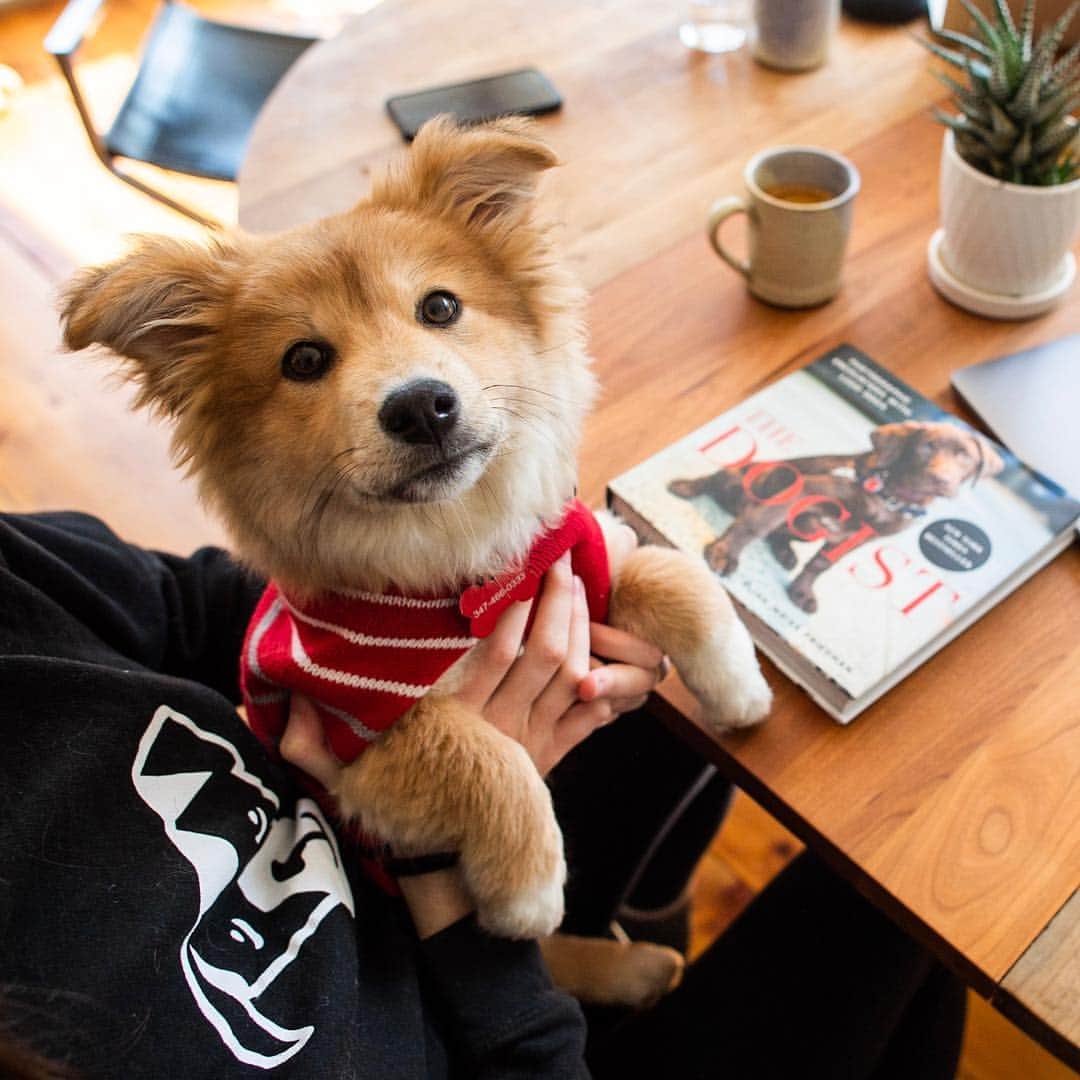 The Dogistさんのインスタグラム写真 - (The DogistInstagram)「Dive into a good book this weekend. If you don’t already have The Dogist book, a New York Times Bestseller, this is your chance to impress your dog or get it for a friend. We’re doing 20% off the entire Dogist Shop this weekend, so don’t snooze on this one! Use promo code: MARCHMADNESS at shop.thedogist.com (link in bio)」3月29日 23時34分 - thedogist