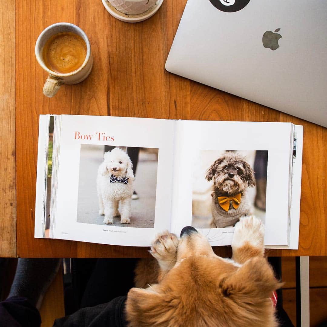 The Dogistさんのインスタグラム写真 - (The DogistInstagram)「Dive into a good book this weekend. If you don’t already have The Dogist book, a New York Times Bestseller, this is your chance to impress your dog or get it for a friend. We’re doing 20% off the entire Dogist Shop this weekend, so don’t snooze on this one! Use promo code: MARCHMADNESS at shop.thedogist.com (link in bio)」3月29日 23時34分 - thedogist