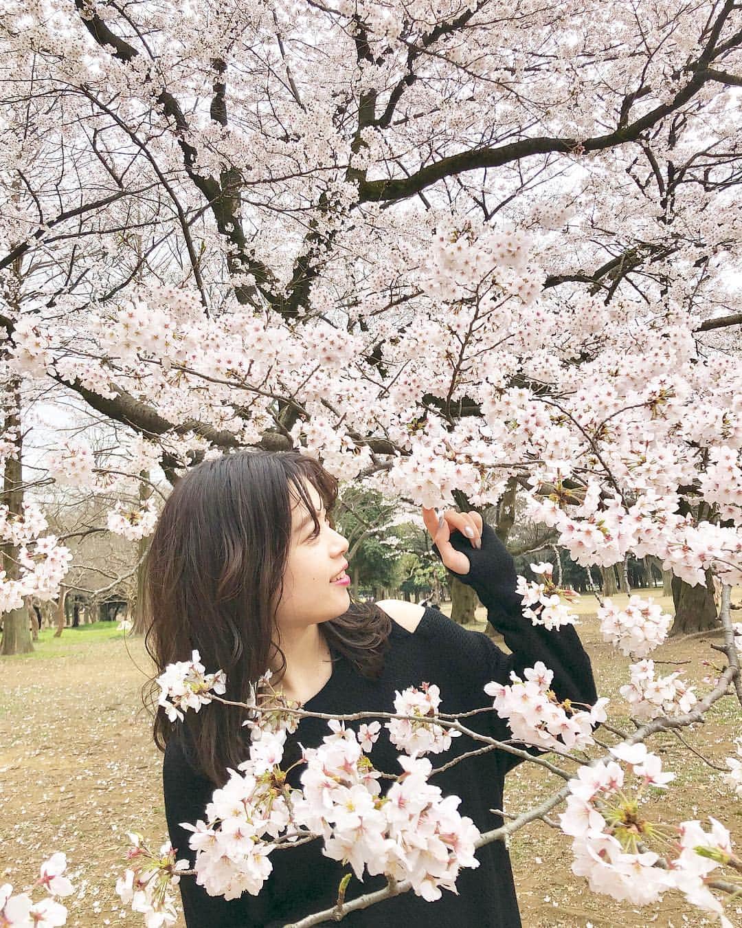 miho uesugiさんのインスタグラム写真 - (miho uesugiInstagram)「お花見して来ました🌸  ㅤㅤㅤㅤㅤㅤㅤㅤㅤㅤㅤㅤㅤ 代々木公園は、満開まで行かないものの、ばっちり咲いていました。  Fuglenでいつも買うハニーミルクと、365日のクロッカンショコラとともに、まゆこと語り合いました☺️ 楽しい休日をありがとう🌸 ぼーっとした顔をしているけどお気に入りの写真。  ㅤㅤㅤㅤㅤㅤㅤㅤㅤㅤㅤㅤㅤ  明日は店頭で、皆でお待ちしております♡  ㅤㅤㅤㅤㅤㅤㅤㅤㅤㅤㅤㅤㅤ  #桜 #お花見 #代々木公園」3月29日 23時51分 - uepoooning
