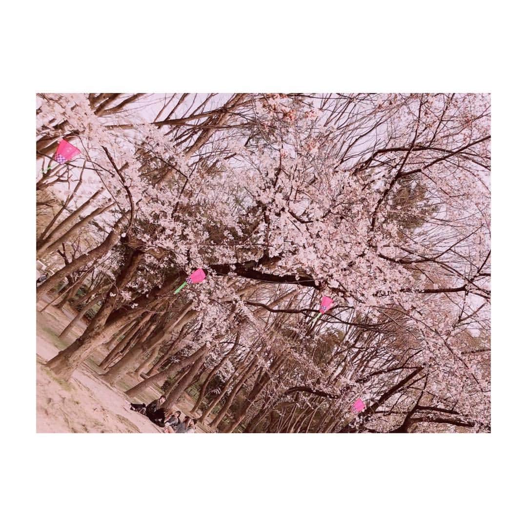 小河結香さんのインスタグラム写真 - (小河結香Instagram)「今年初桜🌸✨ #名城公園 #お花見 #桜 #見頃」3月30日 0時15分 - yun2world