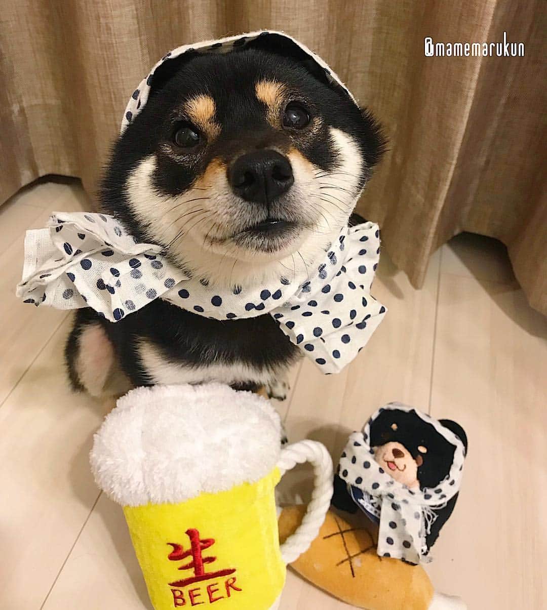 まめ丸のインスタグラム：「* * ちょっとすぎちゃったけど… 【 金曜日の #居酒屋まめ丸 🐶🍺】 * 今週もおつかれさま🍀 『おにくの日🍖』だったから、 おにく🍖たべてまんぷくの店長さんだよ🐶💓 * 【Taverna“MAMEMARU”🐶🍺】 TGIF🐶🍺💓 * #明日はインターペットに行く予定 #たのしみだな🐶💓 * #柴犬#豆柴#柴#黒柴#黒豆柴#犬#ふわもこ部#shiba#shibainu#shibastagram#shibadog#shibapuppy#puppy#instadog#dogstagram#dog#instashiba#petstagram#pet#cute#cutedog#강아지#멍스타그램#weeklyfluff#dailyfluff#映画ペット2キャンペーン#いぬのきもち賞」