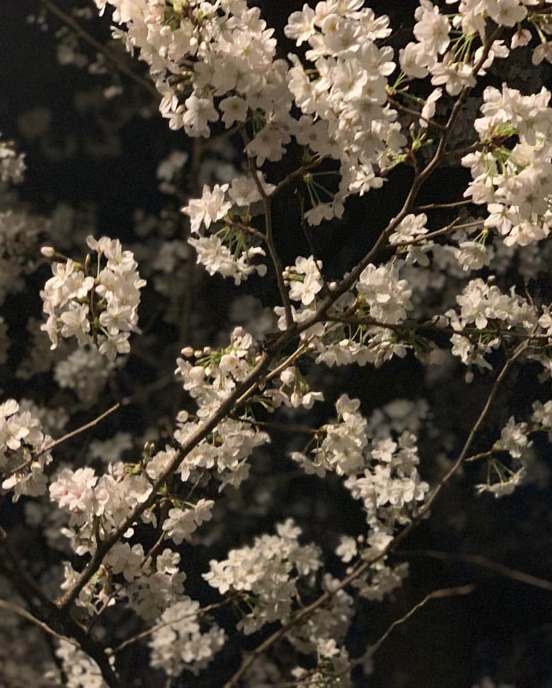 住谷杏奈さんのインスタグラム写真 - (住谷杏奈Instagram)「30秒だけ夜桜を見れた🌸 ･ ･ #🌸#桜#お花見 #cherryblossom」3月30日 0時12分 - annasumitani