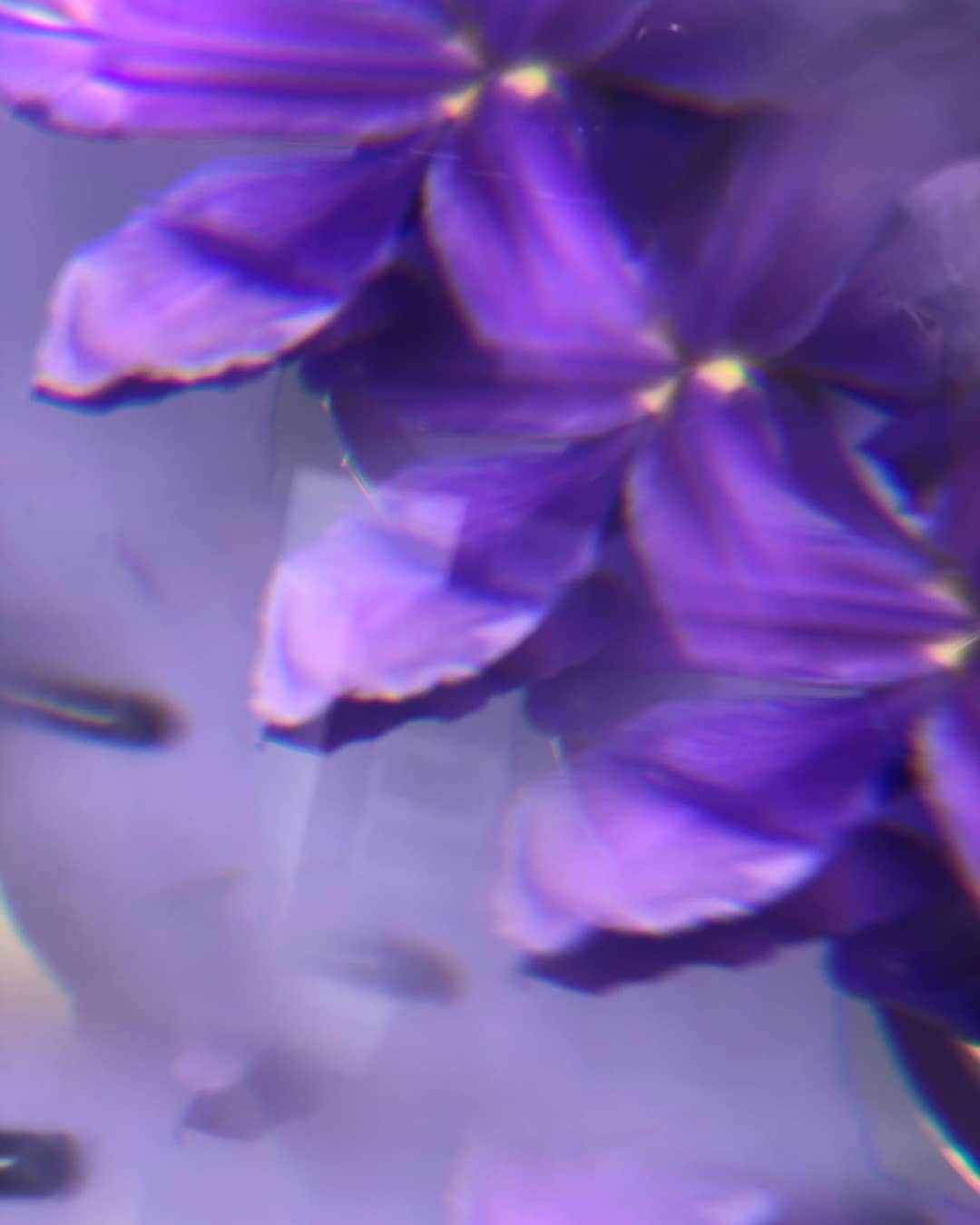 のインスタグラム：「Violet Ida. Sensuous iris, scattered with sweet violets, as worn in Ida Arnold’s hair... #BrightonRock @BlackRabbitLondon」