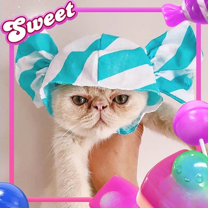 Candy Crushさんのインスタグラム写真 - (Candy CrushInstagram)「Mood: when your Mom makes you dress as a Candy for the weekend 😕Reply if you think he's the cutest cat you've ever seen! #CandyCrushFriends 📸 @thethreepersians」3月30日 0時20分 - candycrushsaga