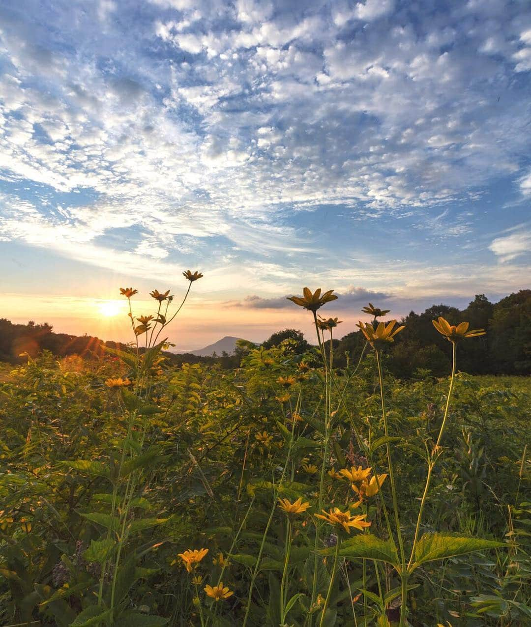 アメリカ内務省さんのインスタグラム写真 - (アメリカ内務省Instagram)「This #sunrise photo was taken last year, but it paints a lovely picture of what #Shenandoah National Park will look like as the weather gets warmer. Over 850 species of flowering plants grow in the Virginia park. The variety of colors and petals are fun to discover as you wander the trails and enjoy the gorgeous mountain views. Photo @ShenandoahNPS by N. Lewis, #NationalPark Service. #wildflowers #travel #FindYourPark #usinterior」3月30日 0時23分 - usinterior