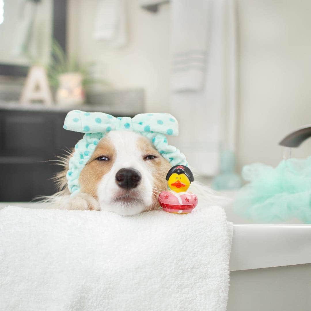 Jazzy Cooper Fostersさんのインスタグラム写真 - (Jazzy Cooper FostersInstagram)「Keys to a happier life. Dogs, good wines and a bubble bath. 🐝happy 💕」3月30日 0時43分 - bordernerd