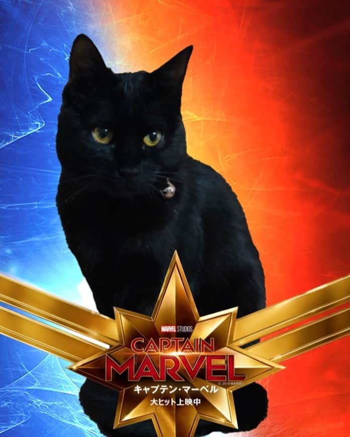 のインスタグラム：「#我が家のグース 我が家の#黒猫 ちゃんの名は #ティチャラ ！笑 #captainmarvel #tchalla #blackcat #cat #goose #mygoose #キャプテンマーベル #グース #ぬこ #猫 #animal #instaanimal  #cute #cool #black #instagood #instagram」
