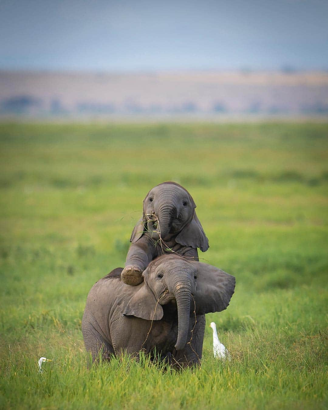 Discoveryさんのインスタグラム写真 - (DiscoveryInstagram)「“With plenty to eat and drink, as well as the wall-like security of the matriarch and the other adult elephants, these you calves can afford to just let their trunks down and play. Set against the backdrop of Kilimanjaro, Africa's highest mountain, Amboseli National Park is considered one of the best places to photograph African elephants, and certainly the one closest to my heart.” 📸 + caption by Santosh Saligram (@san.tigris) . . . . #elephants #babies #calves #TGIF #explore #nature #photography #potd #photooftheday #AmboseliNationalPark #Kenya」3月30日 0時46分 - discovery