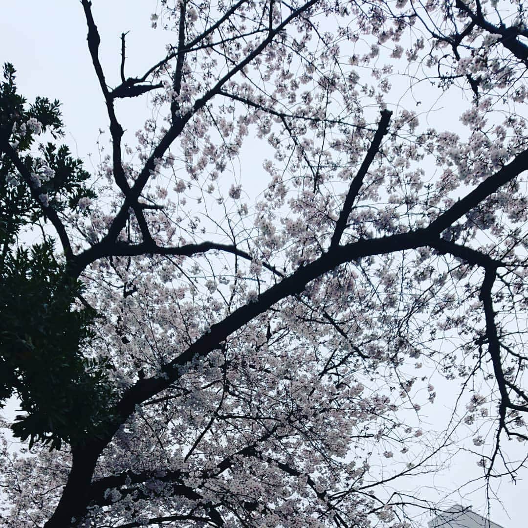 置鮎龍太郎さんのインスタグラム写真 - (置鮎龍太郎Instagram)「#市ヶ谷 の #桜 。  週末の雨で、あちこち散っちゃいそうだなぁ。」3月30日 0時48分 - chikichikiko