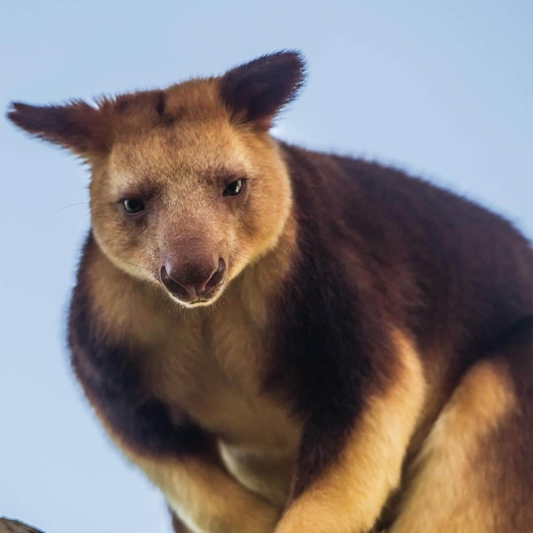 アニマルプラネットさんのインスタグラム写真 - (アニマルプラネットInstagram)「When you spend your life in the trees you don't need crazy hopping skills! These tree kangaroos don't hop as much as their grounded cousins. They'll sometimes jump from tree to tree, but also can climb as high as a 10-story building. . . . . . . . #animalsofinstagram #animalplanet #animaloftheday #wild #wildlife #outdoors #animals #wildanimals #conservation #nature #animallovers #instanature #wildgeography #treekangaroo #kangaroo」3月30日 1時00分 - animalplanet