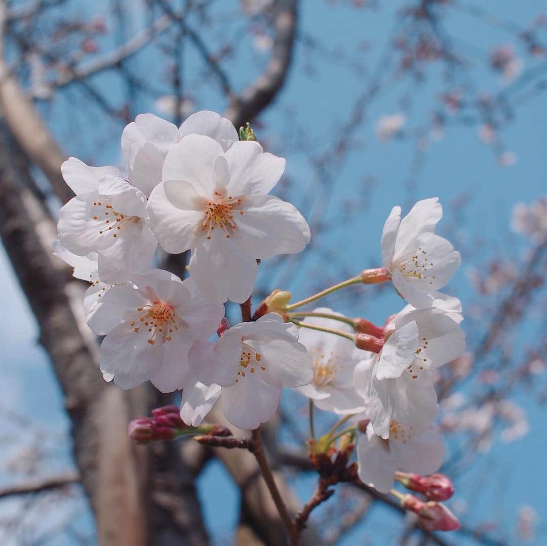 昆夏美のインスタグラム：「. とあるオフの日、 みんなで鎌倉にお出かけ🌸 写真から楽しそうなの 伝わってくるでしょう☺️？ (とくに3枚目。笑) 仲間って大事♡ 支えてくれてありがと♡ . もうすぐ4月。 新年号なんだろー♪ . #深夜の更新 #寝てるかな？ #朝見てる方 #おはようございます」