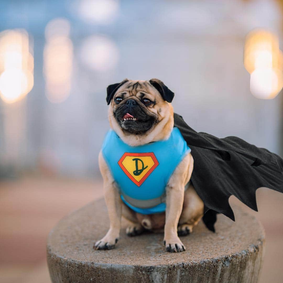 itsdougthepugさんのインスタグラム写真 - (itsdougthepugInstagram)「“I may be a pug, but to my owners I’m a superhero” -Doug • My owner has health issues such as endometriosis and an autoimmune disease, as well as anxiety. I’m a great sidekick because I instinctively know when she’s in pain and how to comfort her or calm her down! Be sure to watch @cwinthedark, a show that tells the story of an atypical service dog and her human. Premieres this Thursday, April 4th at 9/8c on the CW! #CWInTheDark #ZeroFsGiven #sponsored」3月30日 1時11分 - itsdougthepug