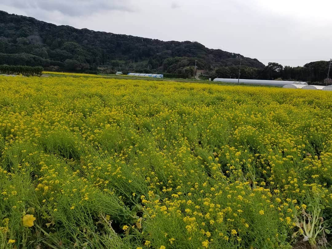 武田しのぶさんのインスタグラム写真 - (武田しのぶInstagram)「みなさん年度末はいかがお過ごしでしょうか？ 今月の　@autoproveは、日産リーフで、房総半島を一周して来ました！ 電気自動車で、どこまで進めるのか、検証しました。どこまで進めたと思いますか、、？✨ ストーリーにリンクを貼るので是非見てください☆（ハイライトにも設定します） 動画高評価ボタン押してもらえたら嬉しいです😭😊✨✨ #日産#nissan  #リーフ#reaf」3月30日 1時38分 - shino_0217_