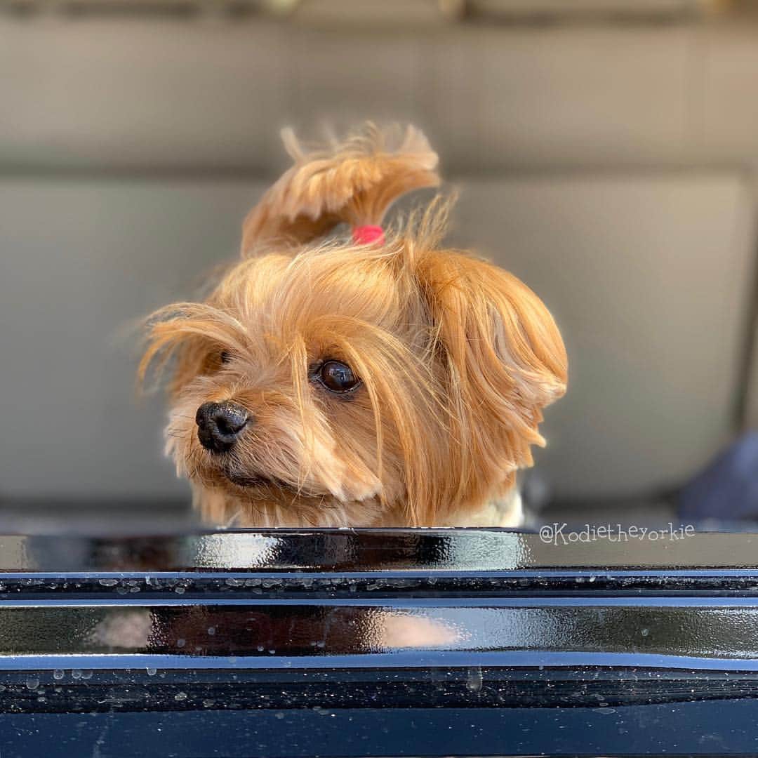 Kodie Bearさんのインスタグラム写真 - (Kodie BearInstagram)「🐶💭I Spy With My Little Eye🔍 ... something smelly...🔎that begins with the letter T... 🕵️‍♂️What do you think it could be?🔍」3月30日 1時57分 - kodietheyorkie