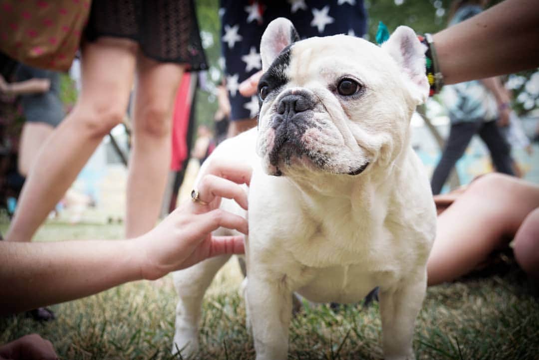 Manny The Frenchieのインスタグラム：「I’m a sucker for receiving love and pets but I love giving smiles and comfort even more! One of my fave things is visiting with people who need some cheering up, like hospitals and nursing homes. Nothing better than that! ❤  If you agree, you’re not gonna want to miss the new series premiere of @cwinthedark which shows the relationship between an atypical service dog and her human. Tune-in this Thursday, April 4th at 9/8c on the CW! #CWInTheDark #ZeroFsGiven #sponsored」