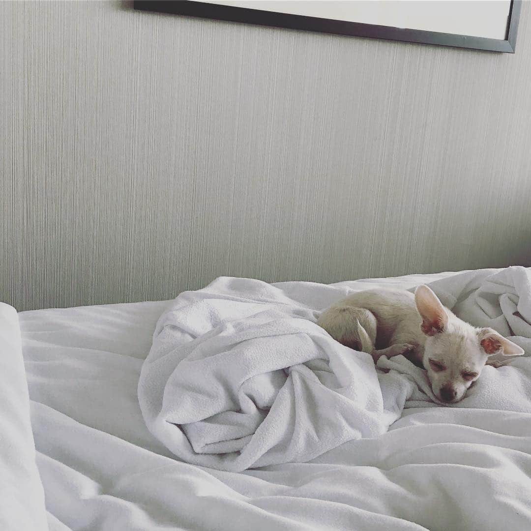 マーガレット・チョーさんのインスタグラム写真 - (マーガレット・チョーInstagram)「Lucia in bed #dogsofinstagram #chihuahua #rescuedog」3月30日 2時13分 - margaret_cho