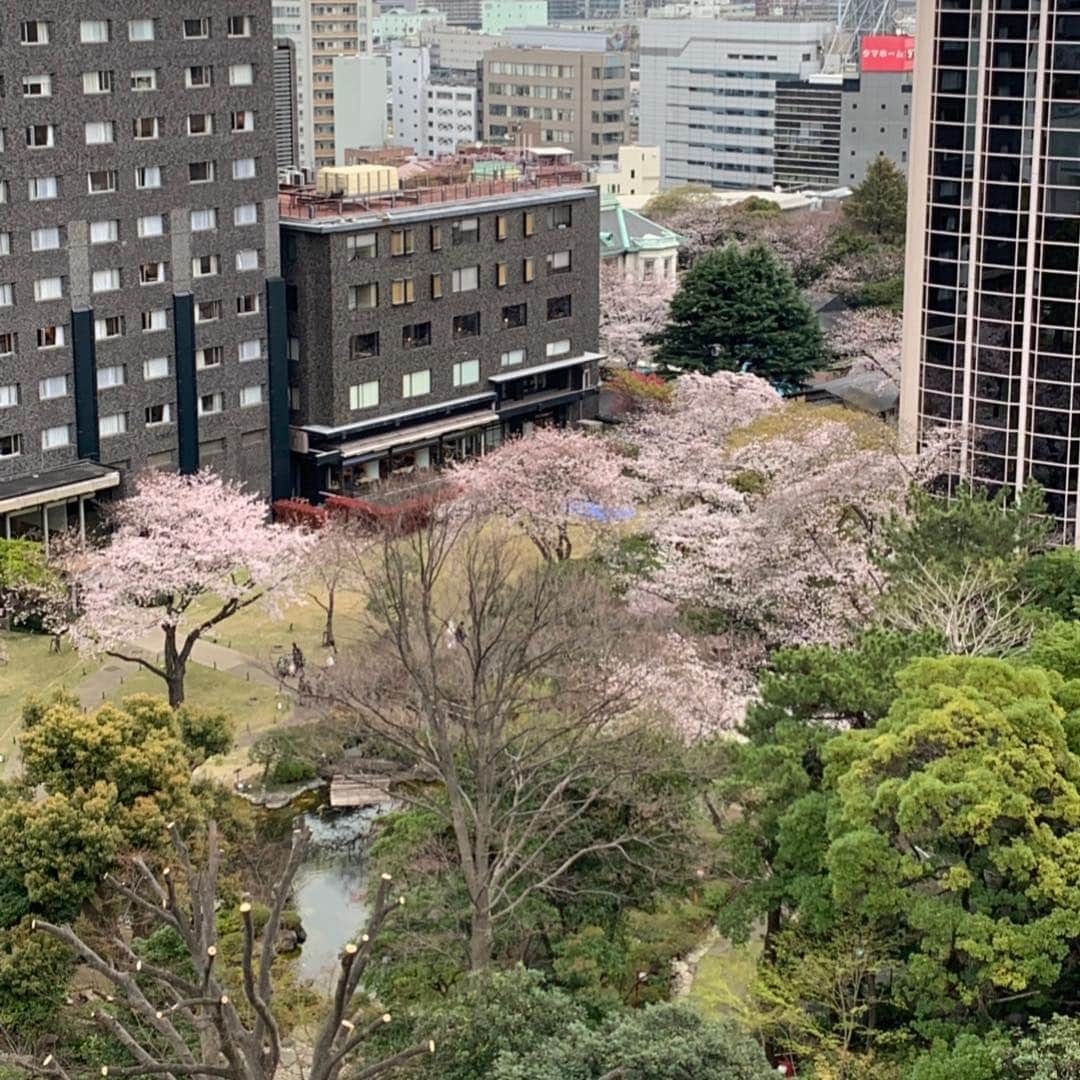 ヴィクター・ウッテンのインスタグラム：「Japan- ‘tis the season. #cherryblossom」