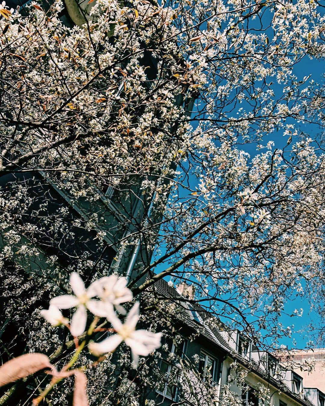 バン・ヨングクさんのインスタグラム写真 - (バン・ヨングクInstagram)「Spring in COLOGNE」3月30日 2時27分 - bangstergram