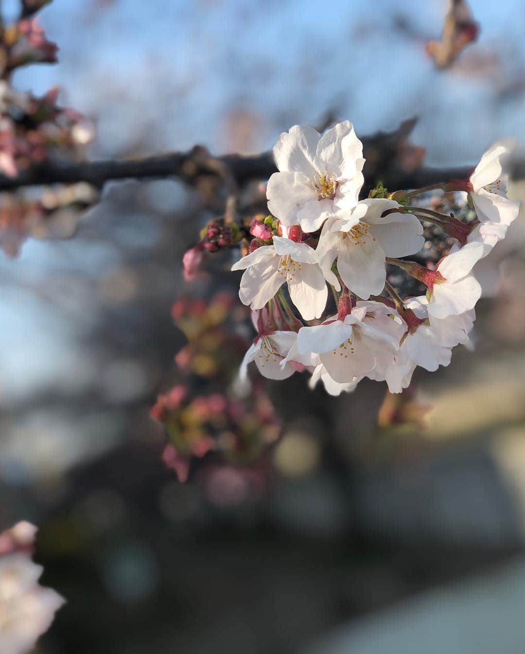 佐々木舞夕さんのインスタグラム写真 - (佐々木舞夕Instagram)「桜🌸  先日旦那とおデートしたときに、旦那さんのお気に入りスポットに連れて行ってもらったんだけどまだ桜咲ききってなかった〜〜🐕 スカイツリーも見えるけど、すごくさりげない場所だったからそこがまた良かった💓  春が来たー！🙏 #春到来#あけました#さくら#桜#cherryblossom#tokyo#skytreetower#japan#花見#したいなぁ#ピクニック#したいなあ#初さくら#初見#散歩#デート#新婚#ほやほや#幸せ#ぽかぽか」3月30日 2時43分 - truffe_m_123