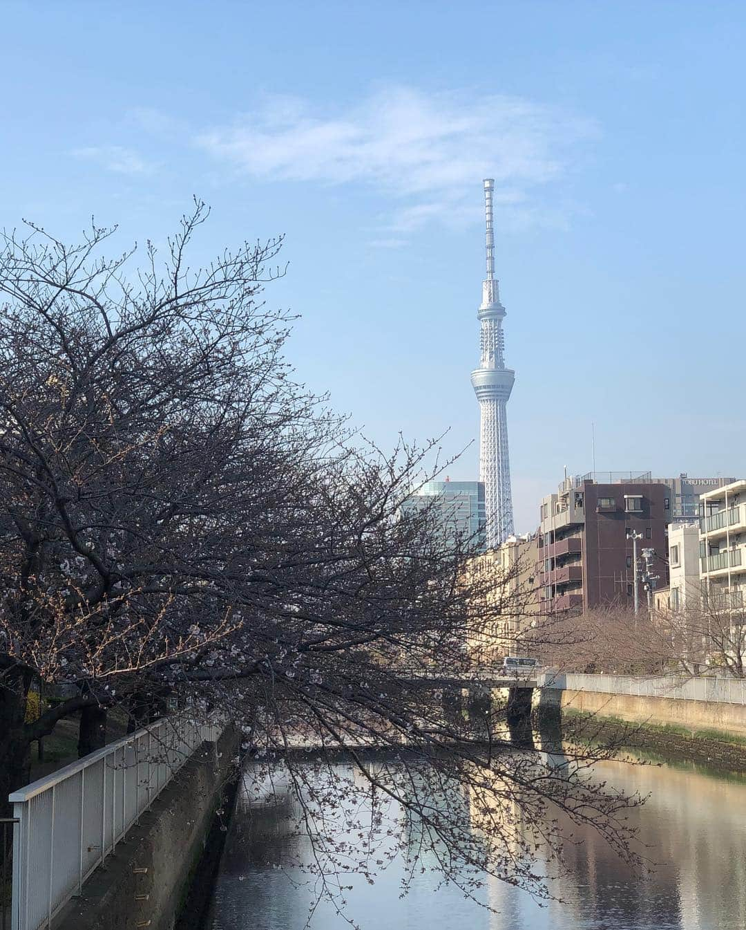 佐々木舞夕さんのインスタグラム写真 - (佐々木舞夕Instagram)「桜🌸  先日旦那とおデートしたときに、旦那さんのお気に入りスポットに連れて行ってもらったんだけどまだ桜咲ききってなかった〜〜🐕 スカイツリーも見えるけど、すごくさりげない場所だったからそこがまた良かった💓  春が来たー！🙏 #春到来#あけました#さくら#桜#cherryblossom#tokyo#skytreetower#japan#花見#したいなぁ#ピクニック#したいなあ#初さくら#初見#散歩#デート#新婚#ほやほや#幸せ#ぽかぽか」3月30日 2時43分 - truffe_m_123