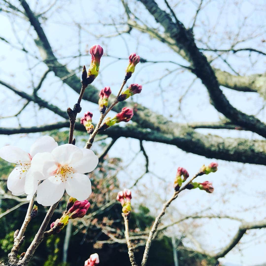 藤井惠さんのインスタグラム写真 - (藤井惠Instagram)「やっと！🌸 #桜 #cherryblossom ＃sakura」3月30日 2時50分 - megumi_fujii