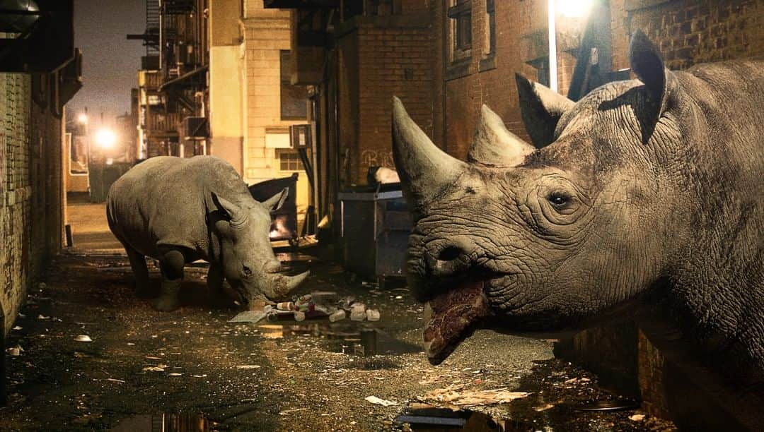 ジ・オニオンさんのインスタグラム写真 - (ジ・オニオンInstagram)「Conservation Program Helps Struggling Rhinos Adapt To Modern Ecosystem By Retraining Them As Urban Scavengers⁣ ⁣ Visit link in bio for full story. #TheOnion⁣⁣」3月30日 3時00分 - theonion