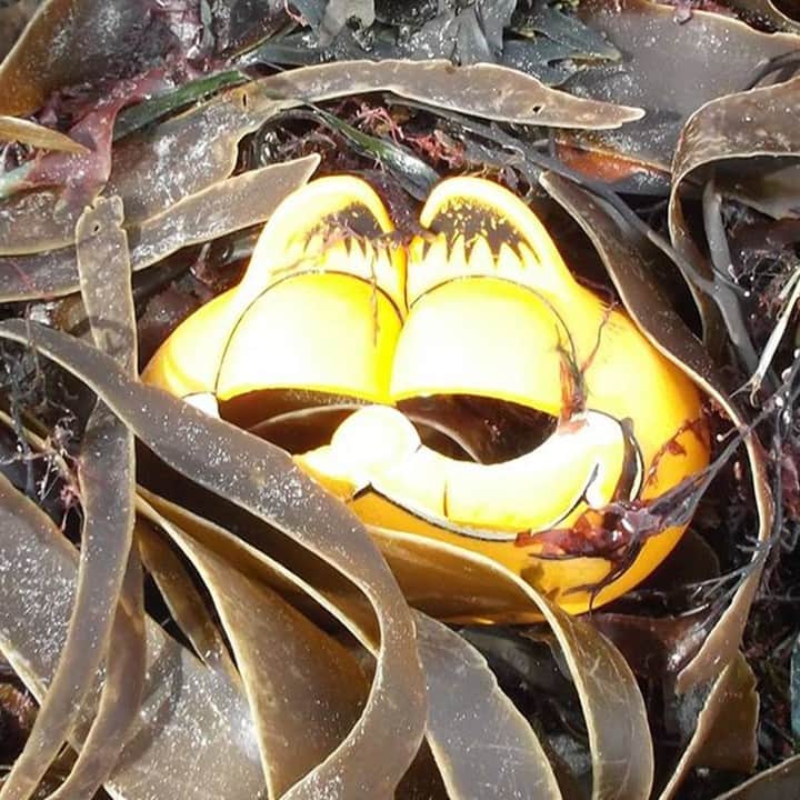 のインスタグラム：「Since the 1980s, hundreds of Garfield phones have washed up on beaches in France, and no one could figure out why. 🙀 Until now. 📞 Link in bio, via @vicecanada. 📸: Ar Viltansoù/Facebook」