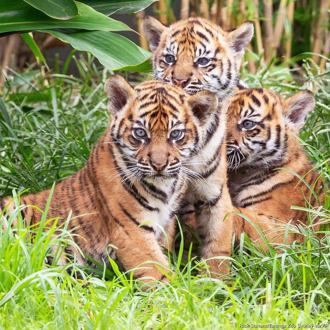 ABC Newsさんのインスタグラム写真 - (ABC NewsInstagram)「Three critically endangered Sumatran tiger cubs were introduced to the world after being born back in January. The two female cubs are named Mawar, or Rose in Indonesian, and Tengah Malam, or Midnight. The male cub is named Pemanah which translates to Archer. #cubs #cuteanimals #babyanimals #tigers #indonesia #endangeredspecies #conservation」3月30日 3時49分 - abcnews