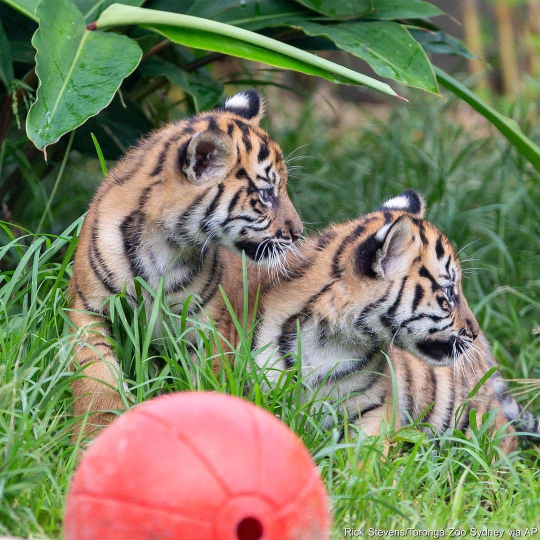 ABC Newsさんのインスタグラム写真 - (ABC NewsInstagram)「Three critically endangered Sumatran tiger cubs were introduced to the world after being born back in January. The two female cubs are named Mawar, or Rose in Indonesian, and Tengah Malam, or Midnight. The male cub is named Pemanah which translates to Archer. #cubs #cuteanimals #babyanimals #tigers #indonesia #endangeredspecies #conservation」3月30日 3時49分 - abcnews