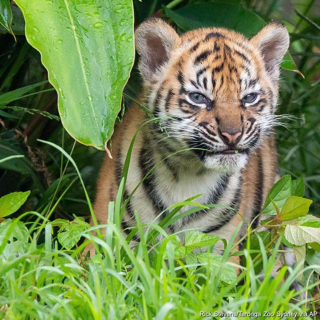 ABC Newsさんのインスタグラム写真 - (ABC NewsInstagram)「Three critically endangered Sumatran tiger cubs were introduced to the world after being born back in January. The two female cubs are named Mawar, or Rose in Indonesian, and Tengah Malam, or Midnight. The male cub is named Pemanah which translates to Archer. #cubs #cuteanimals #babyanimals #tigers #indonesia #endangeredspecies #conservation」3月30日 3時49分 - abcnews