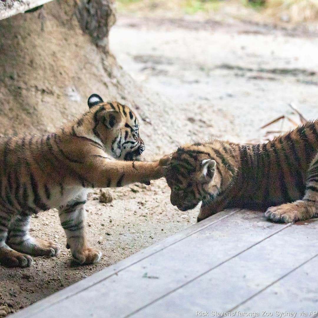 ABC Newsさんのインスタグラム写真 - (ABC NewsInstagram)「Three critically endangered Sumatran tiger cubs were introduced to the world after being born back in January. The two female cubs are named Mawar, or Rose in Indonesian, and Tengah Malam, or Midnight. The male cub is named Pemanah which translates to Archer. #cubs #cuteanimals #babyanimals #tigers #indonesia #endangeredspecies #conservation」3月30日 3時49分 - abcnews