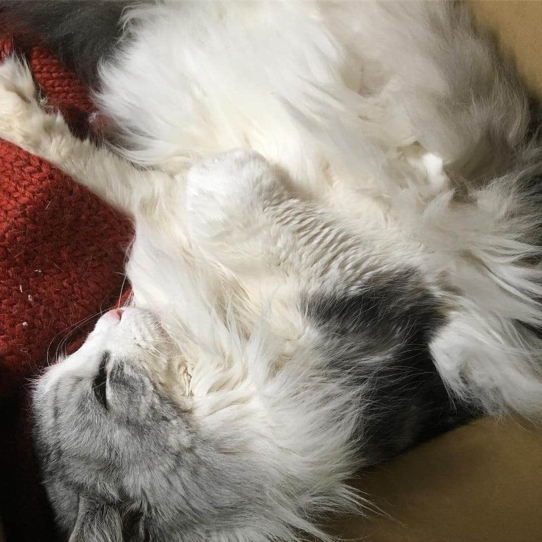 lululukululuさんのインスタグラム写真 - (lululukululuInstagram)「うちの子  lu lu 🐱💤 寝てます💓 #ねこ#ネコ#猫#cat」3月30日 3時50分 - tajitajicat