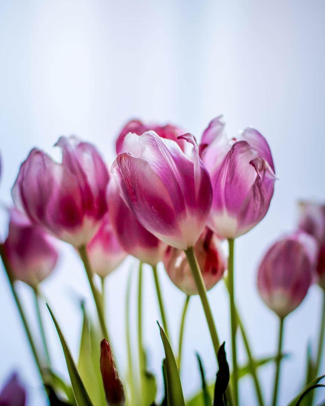 CANON USAさんのインスタグラム写真 - (CANON USAInstagram)「"It's amazing what a simple bunch of flowers can do for your home and your well-being. After one of the coldest and snowiest winters on record, I couldn't wait for spring to come. This shot was taken by the window, I had a sheer curtain behind the flowers that provided a subtle back drop diffusing the sunlight coming in." #MyCanonStory  Photo Credit: @sip.and.roll  Camera: #Canon EOS Rebel T4i Lens: EF 50mm f/1.4 USM Aperture: f/2 ISO: 125 Shutter Speed: 1/60 sec Focal Length: 50mm  #teamcanon #canonusa #flowers #spring #flowerphotography #springfever」3月30日 4時32分 - canonusa