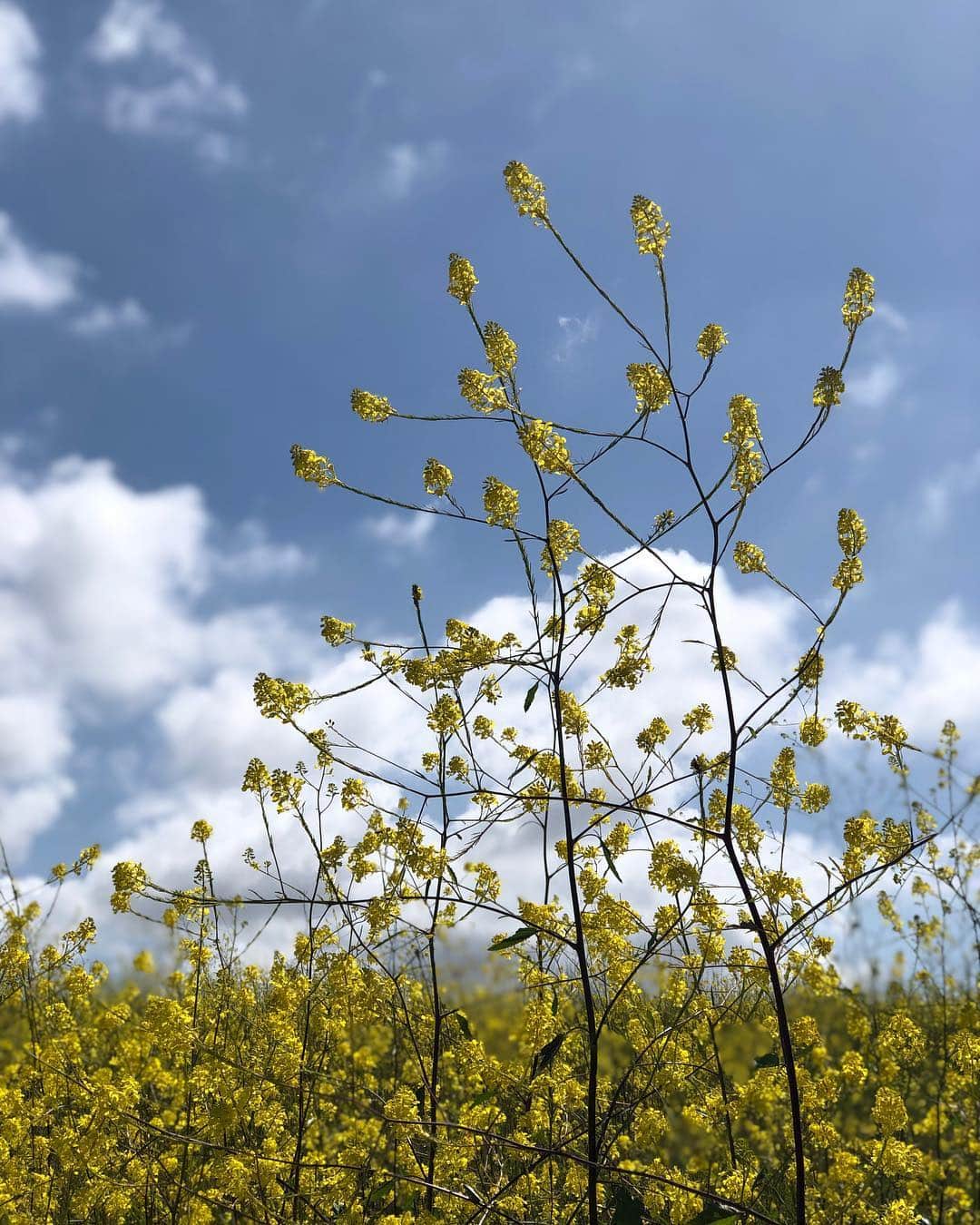 サマンサ・ドロークさんのインスタグラム写真 - (サマンサ・ドロークInstagram)「My morning walk was full of these 😍」3月30日 4時41分 - samanthadroke
