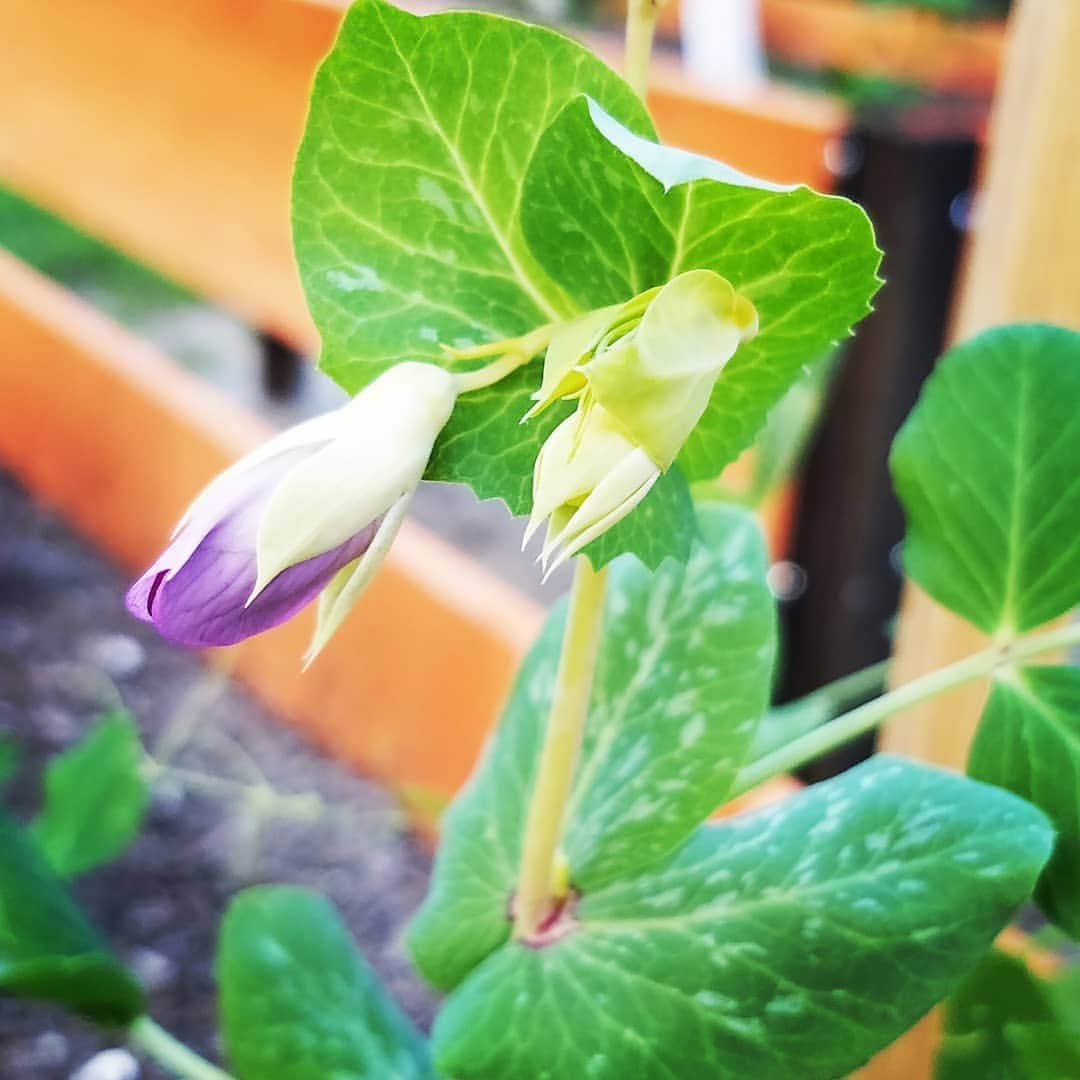 ガソリングラマーさんのインスタグラム写真 - (ガソリングラマーInstagram)「Pretty fucking excited my peas have flowers already I cannot believe it better than getting the cover of #vogue hahaha 🤪🤪🤪 dont feed the ego #sugarsnappeas #snowpeas #ORGANIC #NONGMO #PEAS #GASOLINEGARDEN #ILOVEGARDENS #GARDENSRULE #GARDENCHURCH #GARDENPARTY #GARDENMAGIC #AVANTGARDEN #GARDENS #GARDENGANGSTER #garden #gardenlife #GARDENER #gardentime #GARDENING @gasolineglamour #GASOLINEGLAMOUR #SHADOWHILLS #AYEARINFLOWERS #WEEK2 🌿🌿🌿🌿🌿🌿🌿🌿🌿🌿🌿🌿🌿」3月30日 4時43分 - gasolineglamour