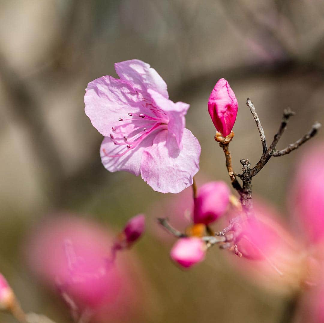 ニューヨーク植物園さんのインスタグラム写真 - (ニューヨーク植物園Instagram)「The approach of full-fledged, kaleidoscopic spring color is undeniable now. All around the Garden’s 250 acres you’ll catch hints of the crowds of blooms to come, from the earliest Korean rhododendrons to the magnolia buds bursting at the seams. See just a few of those hints here, as we explore what’s beautiful now. . #Rhododendronmucronulatum #Magnoliakobus #Prunusmume #Crocuschrysanthus #Narcissus #plantlove」3月30日 4時51分 - nybg
