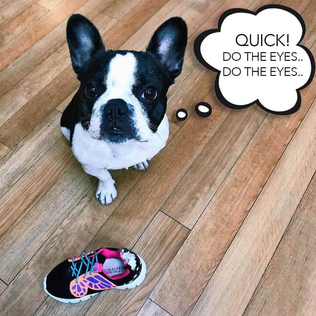 SOPHIA WEBSTERさんのインスタグラム写真 - (SOPHIA WEBSTERInstagram)「Noooo 😡😡😡 Even the dog has a shoe obsession.. 😭👟❌🐾 @RioRococo #PuppyEyes #SorryNotSorry #SophiaWebster」3月30日 5時02分 - sophiawebster