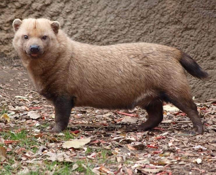 Rylaiさんのインスタグラム写真 - (RylaiInstagram)「Foxy Friday Factoid  Did you know there is a Canid living in Central and South America that is the only member of its genus?  It is called the Bush dog and it is in the genus Speothos.  The Bush dog is most commonly found in remote parts of Suriname, Guyana and Peru.  Fossilized remains of the Bush Dog were found before living specimens which led researchers to think they were extinct.  The Bush dog is thought to be related to the South American foxes/Canids although its  unique dentition shows similarities to the Indian Dhole and the African painted dog.  Like several other Canids they are found in packs which allows them to take prey much larger than themselves.  Bush dogs only weigh about 20 lbs but when hunting in a pack they can take down a 500 lb. tapir.  Unfortunately their conservation status is considered near threatened.  This status is largely due to habitat destruction.  The Bush dog is certainly not your average dog, what do you think? #foxyfriday #foxyfridayfactoid #fridayfoxyfactoid #friday #dog #uniquedogs #canids #dogsofig #exoticdogs #notafox #bushdog #dogsofinstagram #dogsofig #animallovers #animalfacts #dogfacts #conservation #canids #canine #nonprofit #adopt #lovedogs #jabcecc」3月30日 5時08分 - jabcecc