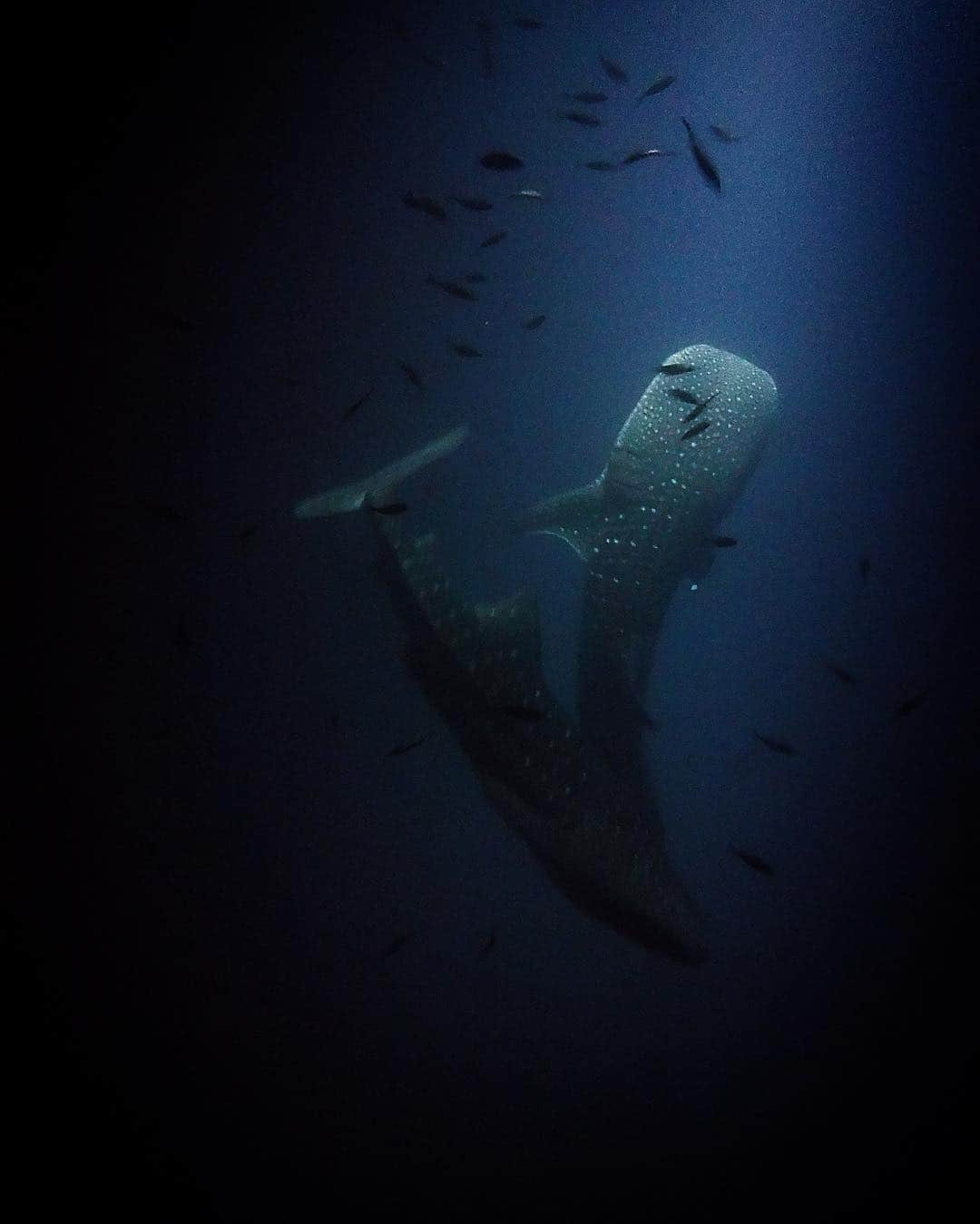 カルロッタ・オッディさんのインスタグラム写真 - (カルロッタ・オッディInstagram)「Can your dreams actually come true? YES 🖤 #whalesharks #maldives grazie @comomaalifushi」3月30日 5時25分 - carlottaoddi