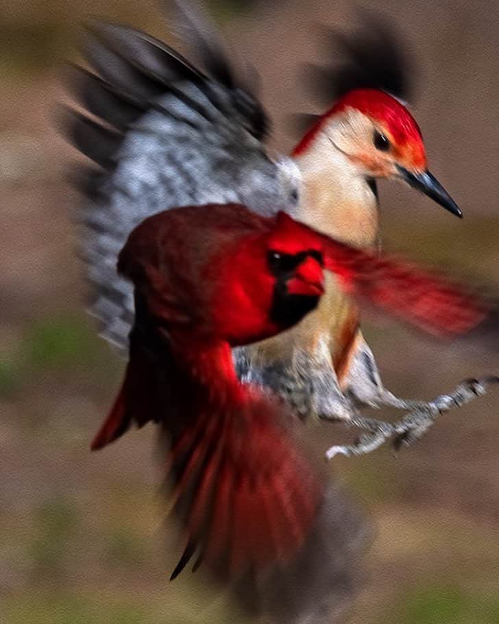 thephotosocietyさんのインスタグラム写真 - (thephotosocietyInstagram)「Photo by @medfordtaylor // “Rush Hour At The Feeder” Sweet Briar College campus. #virginiawildlife #sweetbriarcollege #cardinals #redbelliedwoodpecker」3月30日 5時37分 - thephotosociety