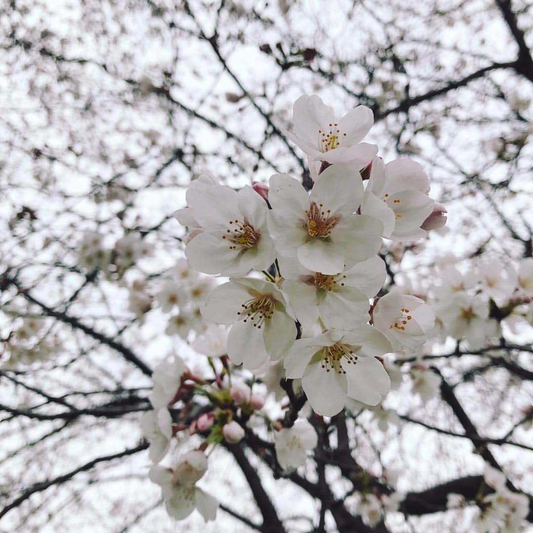 Megumiさんのインスタグラム写真 - (MegumiInstagram)「今日の #桜  #東京  桜を観てたらボランティアの方から声をかけられ  #抹茶 と #おしるこ  をいただきました。  美味でした✨」3月30日 15時19分 - paix2megumi