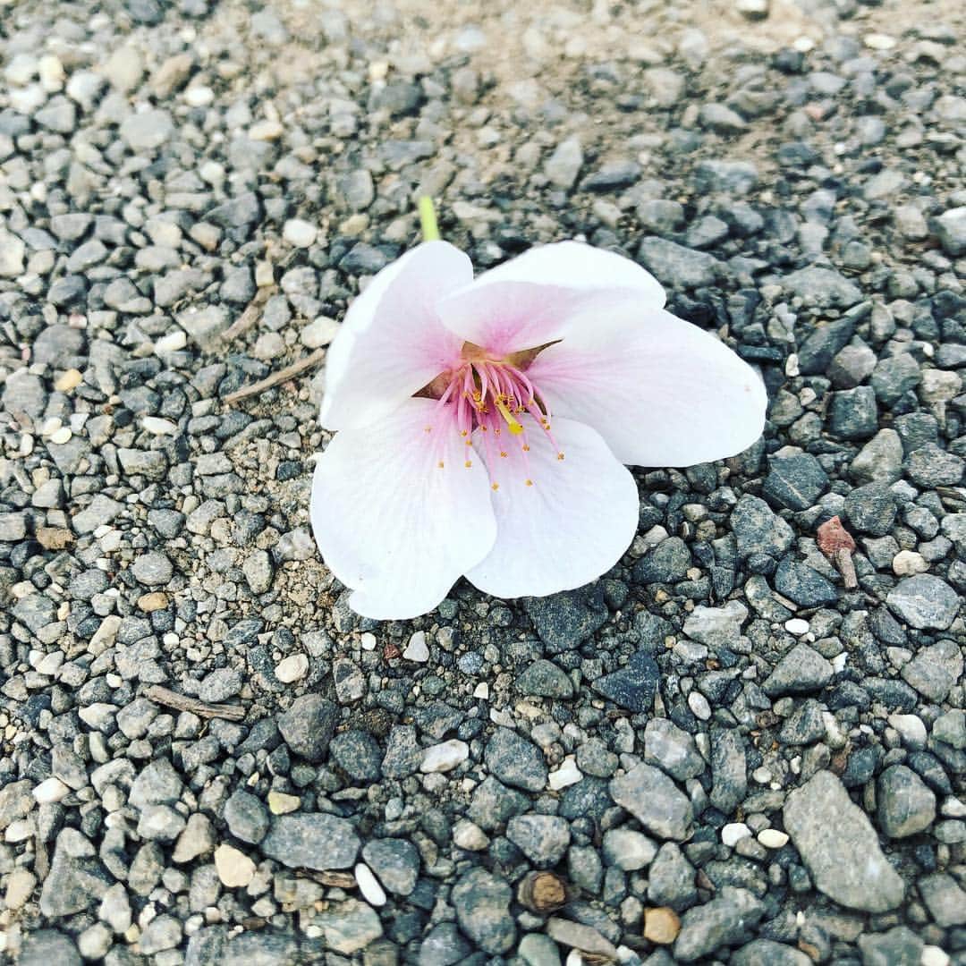 Megumiさんのインスタグラム写真 - (MegumiInstagram)「今日の #桜  #東京  桜を観てたらボランティアの方から声をかけられ  #抹茶 と #おしるこ  をいただきました。  美味でした✨」3月30日 15時19分 - paix2megumi