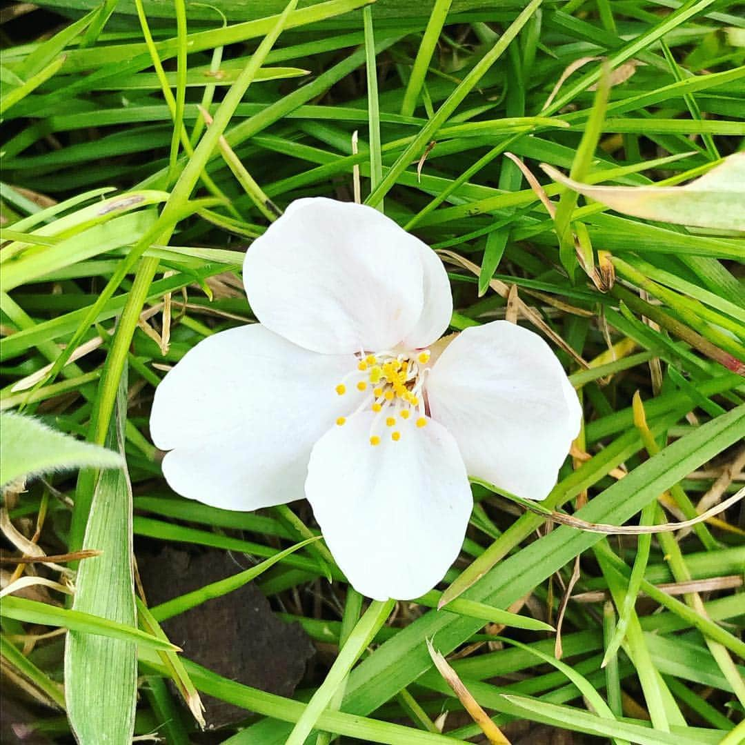 Megumiさんのインスタグラム写真 - (MegumiInstagram)「今日の #桜  #東京  桜を観てたらボランティアの方から声をかけられ  #抹茶 と #おしるこ  をいただきました。  美味でした✨」3月30日 15時19分 - paix2megumi