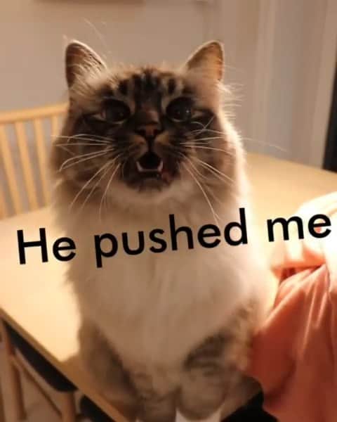 のインスタグラム：「Nelly tells about how her day was 📽@missenell  Want @9gag feature your cat 😺？ Join our cat community and start sharing now :🐾 Link in bio  #meowed #missenell #gilbertandnelly #bengal #birman #thequeen #kawaii #neko #conversationwithnelly」