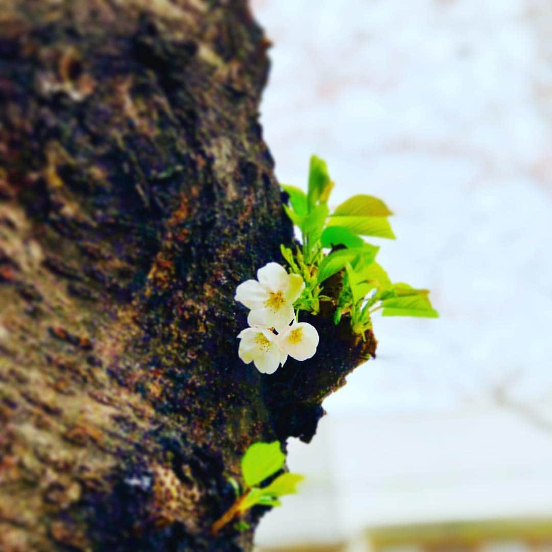 とよた真帆さんのインスタグラム写真 - (とよた真帆Instagram)「木の幹から咲いている桜🌸 好きです😊  #桜 #春 #cherryblossom #お散歩  #アウトロー なタイプですね（笑）」3月30日 15時46分 - maho_toyota