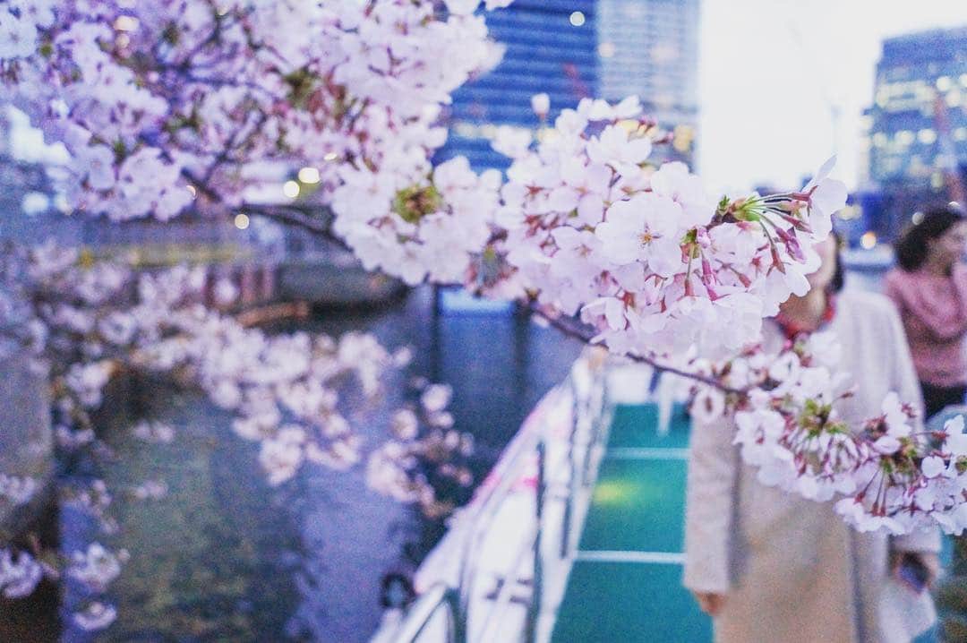のインスタグラム：「浜離宮🌸 . . 「#隅田川お花見CHANDONクルーズ」 浜離宮エリアにも、ルートを調整して向かいました🌸 . . 間近に桜が感じられます😊✨ . アニバーサリークルーズの隅田川お花見クルーズは隅田公園エリア、佃エリア、浜離宮エリア、それぞれの桜を楽しめて、大満足です🌸🌸🌸 . 今年の桜はゆっくり咲いて長く楽しめるみたいです‼️ 来週も桜が楽しめそうですね😆🥂 . #隅田川 #隅田川クルーズ #お花見クルーズ #お花見シャンドン #ohanamichandon  #お花見chandonクルーズ #お花見 #ohanami #桜 #sakura #アニバーサリークルーズ #anniversarycruise」