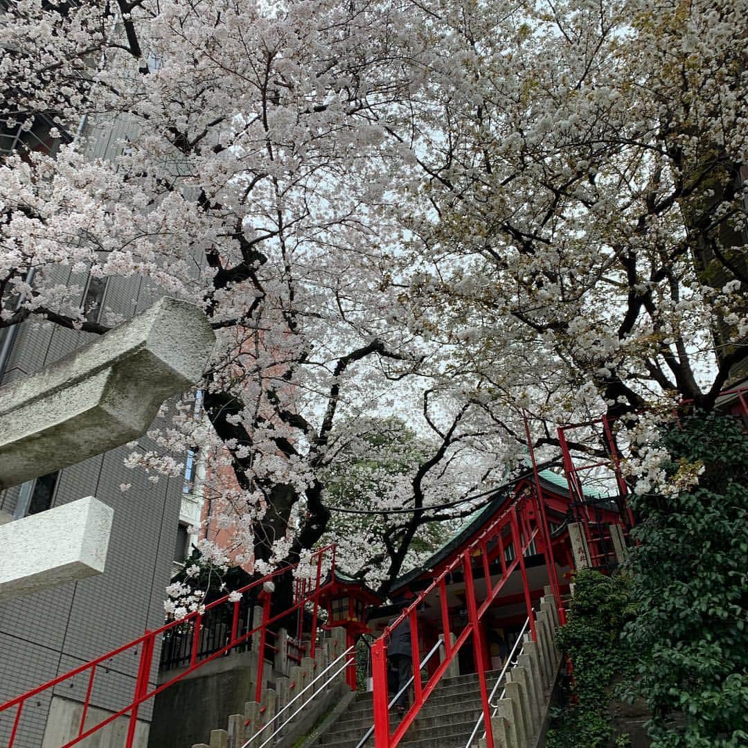 安倍宏行さんのインスタグラム写真 - (安倍宏行Instagram)「#春日神社 #三田 #なかなか見事な桜」3月30日 15時55分 - higeabe