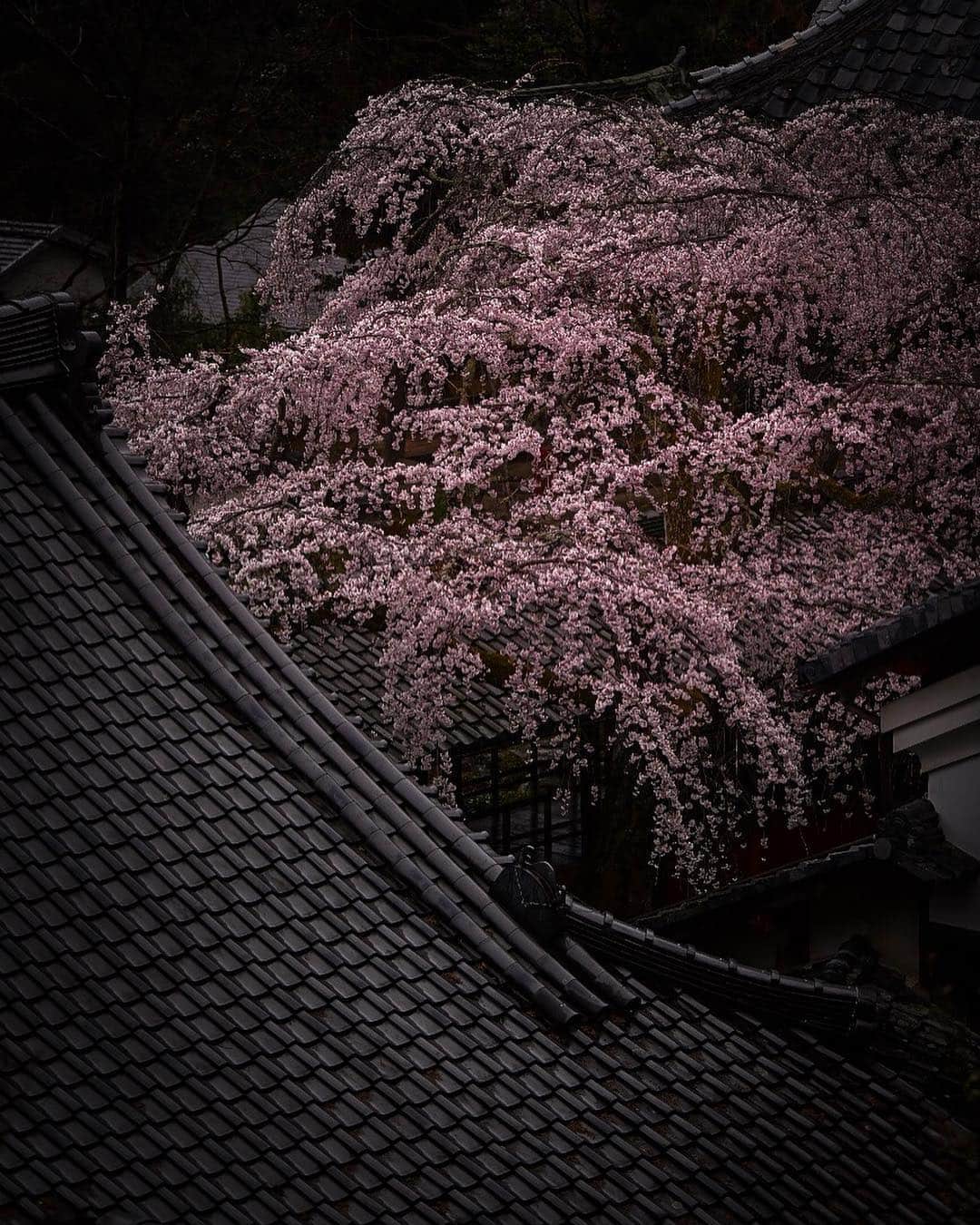 あや ◡̈*❤︎ayaさんのインスタグラム写真 - (あや ◡̈*❤︎ayaInstagram)「. . . 去年 雨と桜の満開のタイミングと 合わせられなかった場所のひとつ。 . . . 吉野山に居すきたかな🤔😂🌸 . . . 📍京都市 📷2019.3🌸☔️」3月30日 15時56分 - aya.15aya
