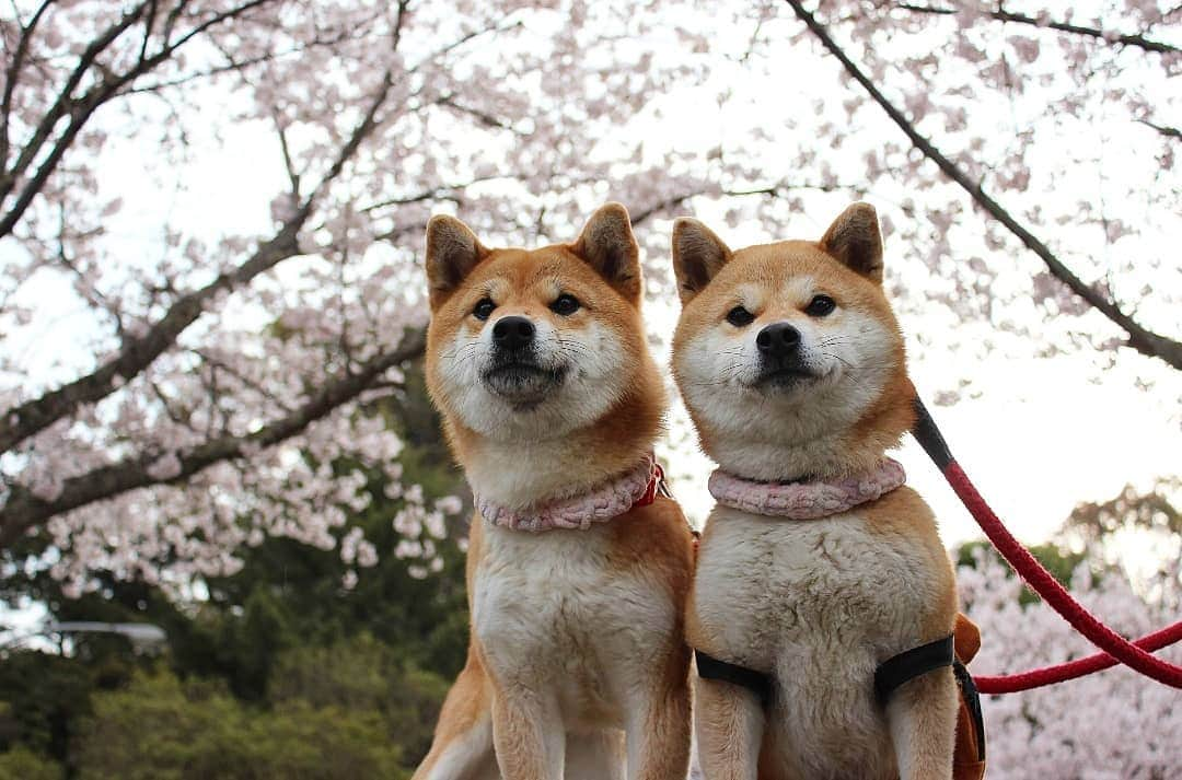 柴犬たま Shibainu Tamaさんのインスタグラム写真 - (柴犬たま Shibainu TamaInstagram)「桜見に行ったよ🌸 * Caption trans🇬🇧 We went to see the cherry blossoms🌸 * #柴犬たま #たママ #たま家族 #柴犬ミケ #一眼レフ #一眼レフカメラ #お出掛け #お花見 #満開 #さくら #サクラ #桜 #日本の春 #花とたま #花とミケ #柴犬 #shiba #shibainu #shibastagram #犬 #dog #多頭飼い」3月30日 16時08分 - tama7653